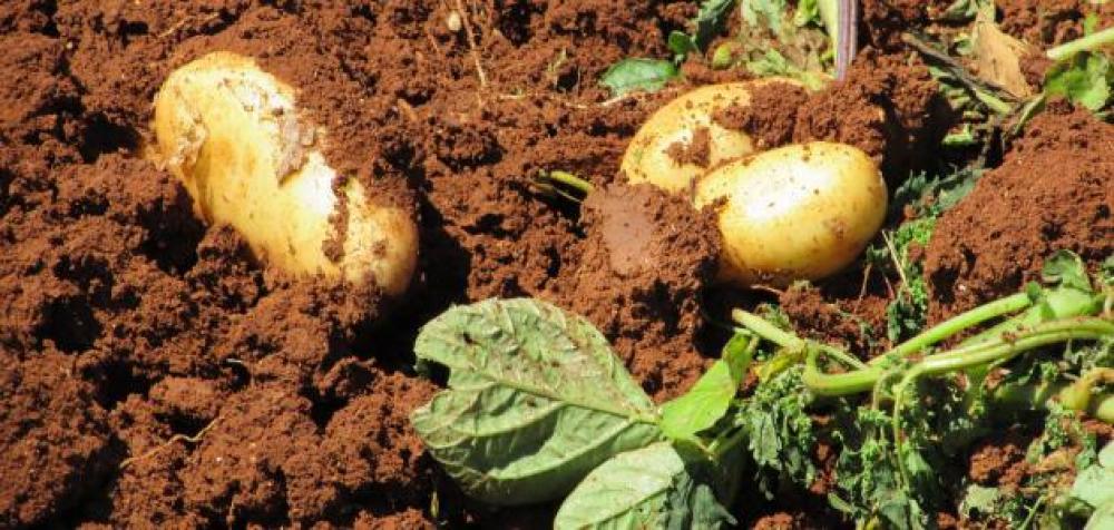 زراعة البطاطا في طرطوس.. هل نجحت الحلول في تخفيض سعرها ؟