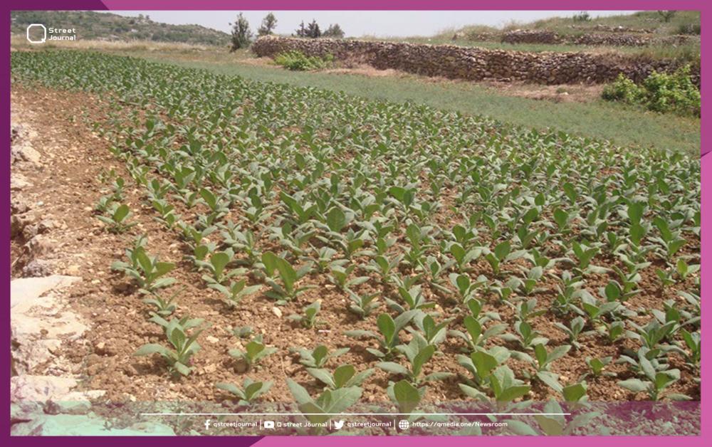 في «طرطوس».. مزارعو التبغ مهددون بكارثة زراعية