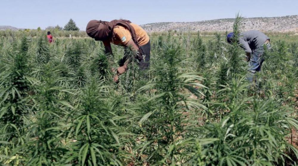 لبنان يشرّع زراعة "الحشيش" لأغراض طبية