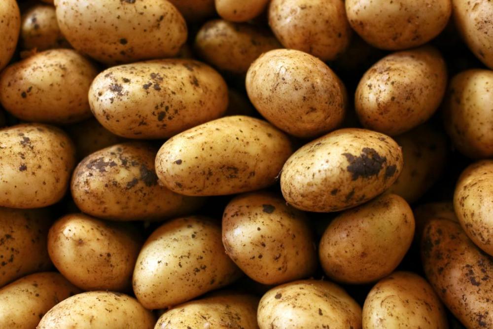 سوريا.. وصول 5 آلاف طن من البطاطا