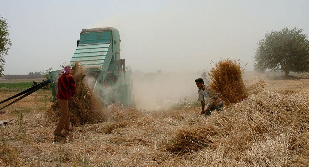 محاولة حكومية لتجنب استيراد القمح 