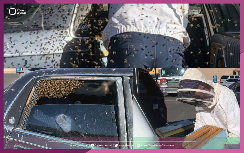 سرب من النحل يغزو أحد السيارات!