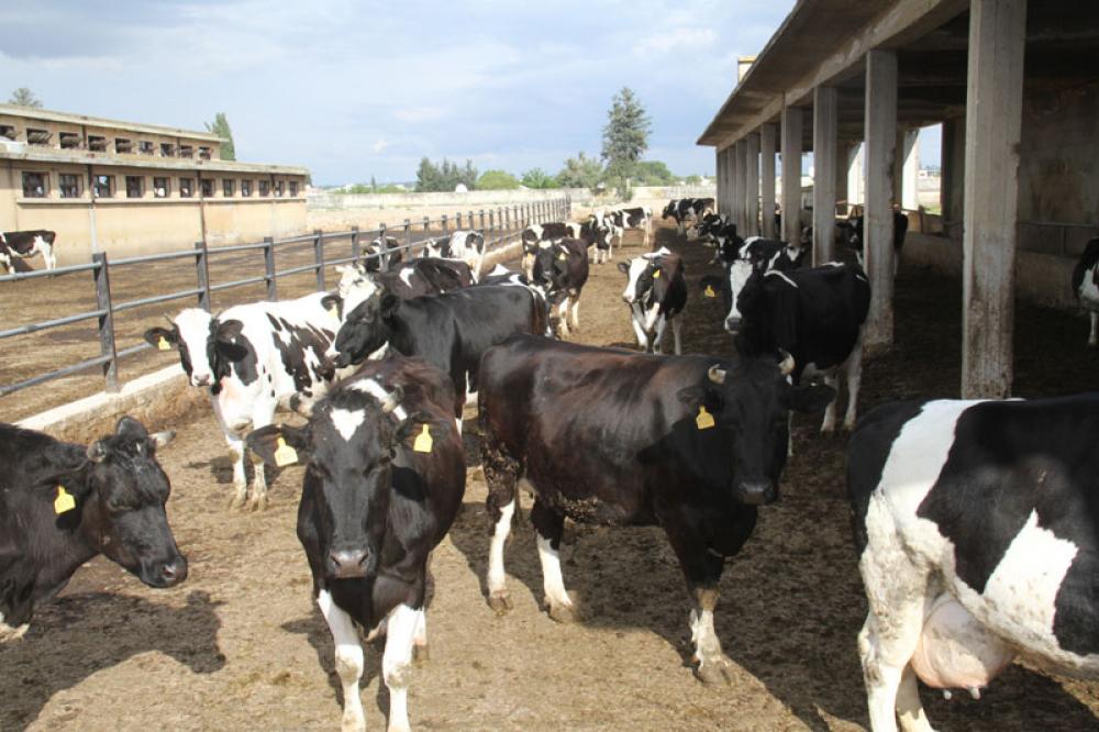 ما حقيقة انتشار "الجدري" بين الأبقار في "طرطوس".. ؟!