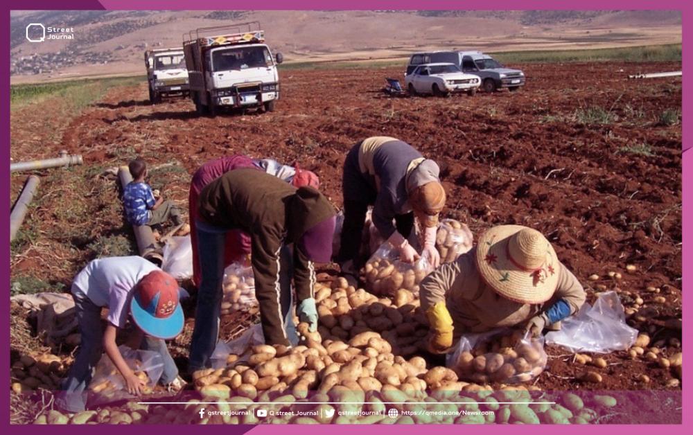 الحكومة السورية تضع خطة للإنتاج الزراعي