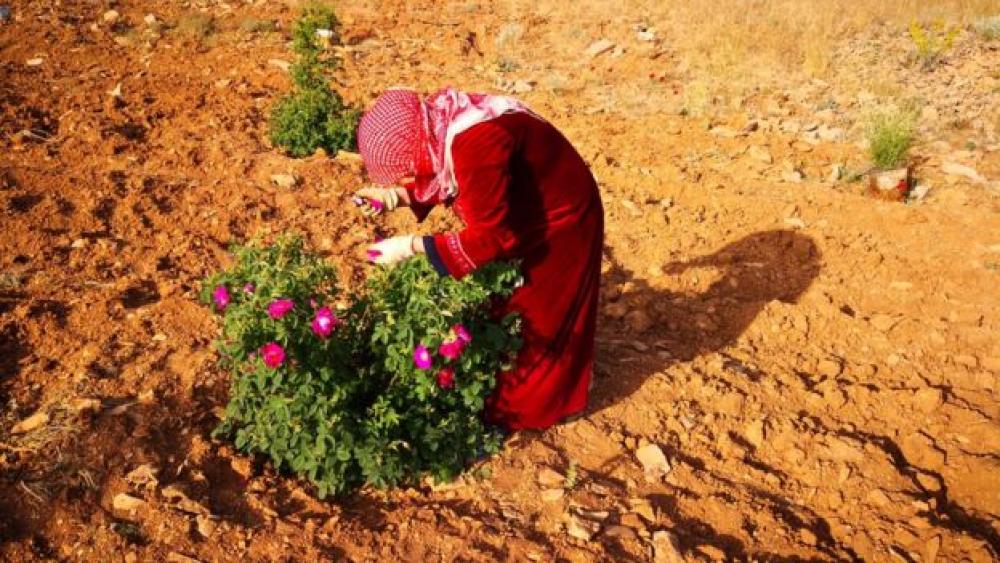 الوردة الشامية على قائمة التراث الإنساني في اليونسكو