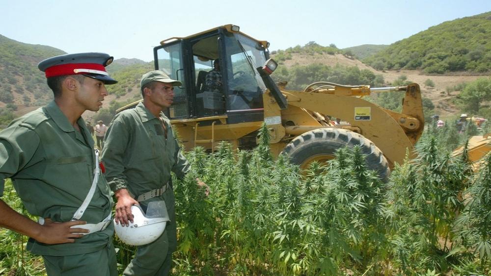 المغرب يتجه لتشريع زراعة القنب الهندي "الكيف"