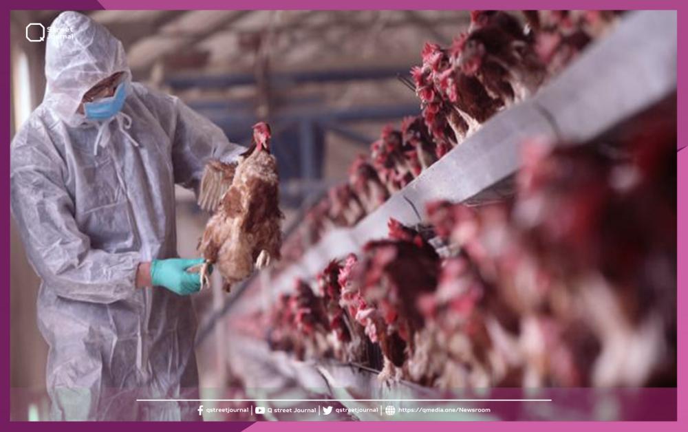 بؤرة لإنفلونزا الطيور في الجزائر ونفوق 50 ألف طائر