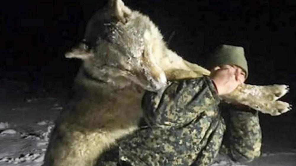 رجل روسي يقتل ذئباً بيدين عاريتين