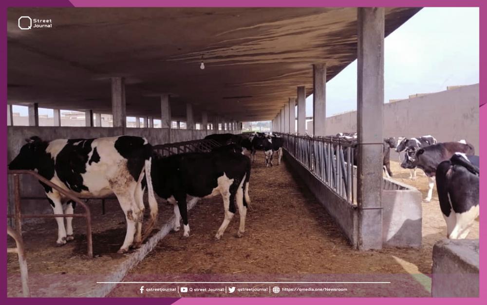 مربو الأبقار في طرطوس: حالنا أسوء من مزارعي الحمضيات