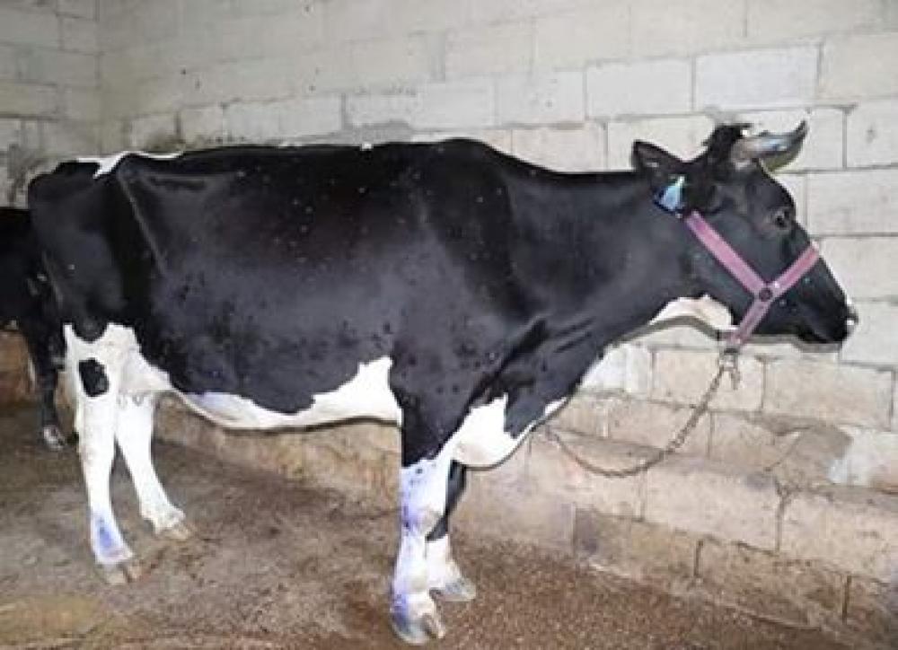 "التهاب الجلد العقدي" يصيب أبقار طرطوس!