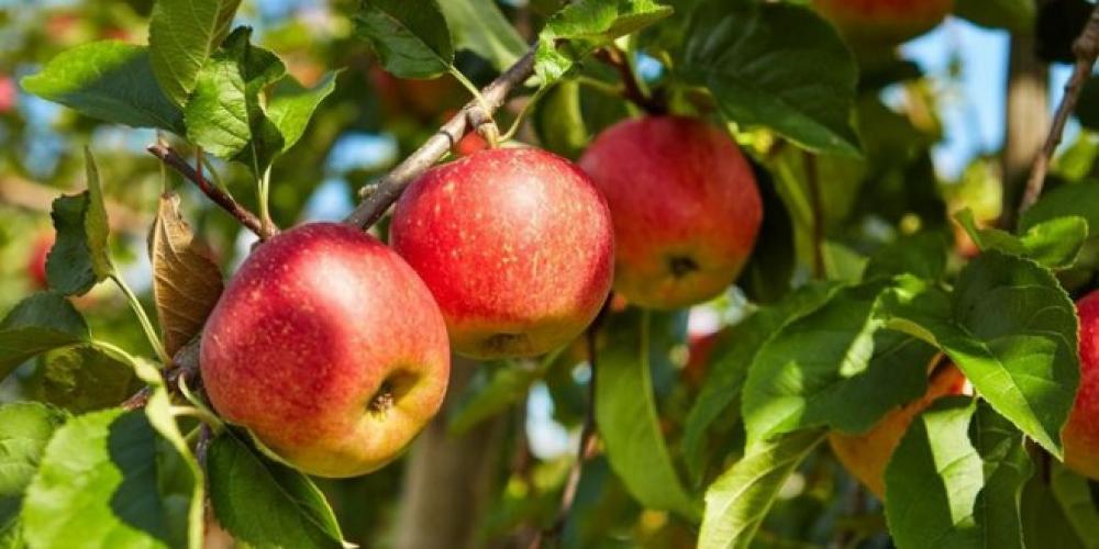 منتجو تفاح حماة يحملون مديرية الزراعة مسؤولية تلف محصولهم