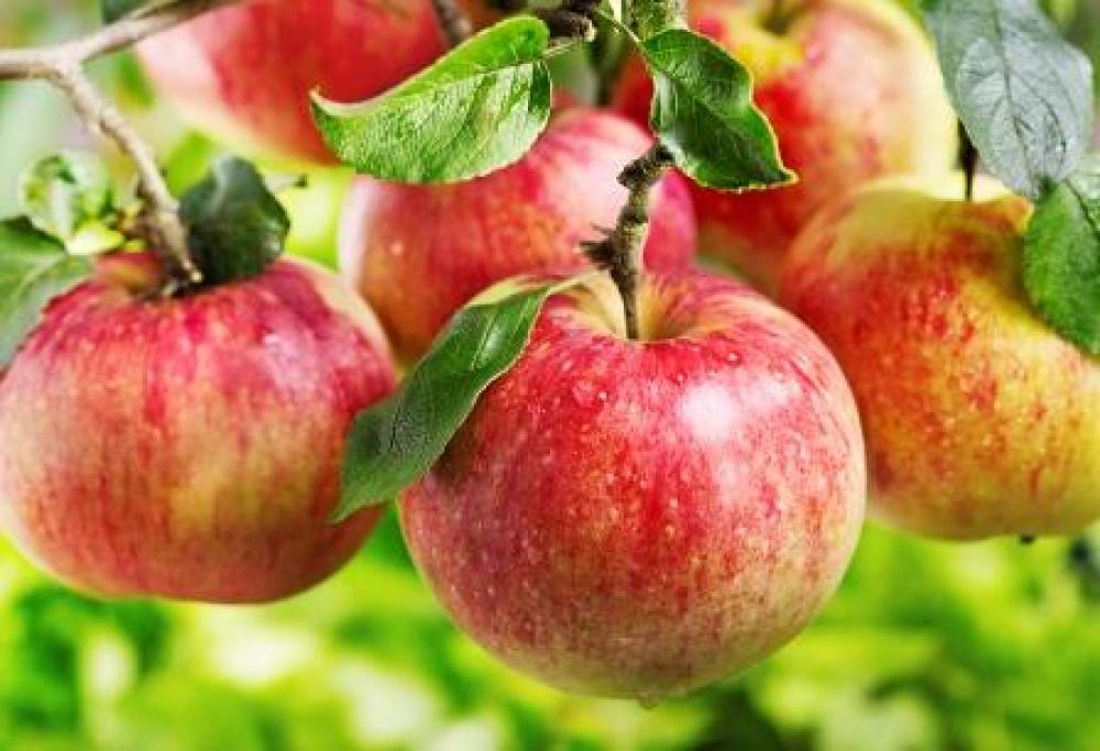 ضربة موجعة يتلقاها مزارعو التفاح في السويداء