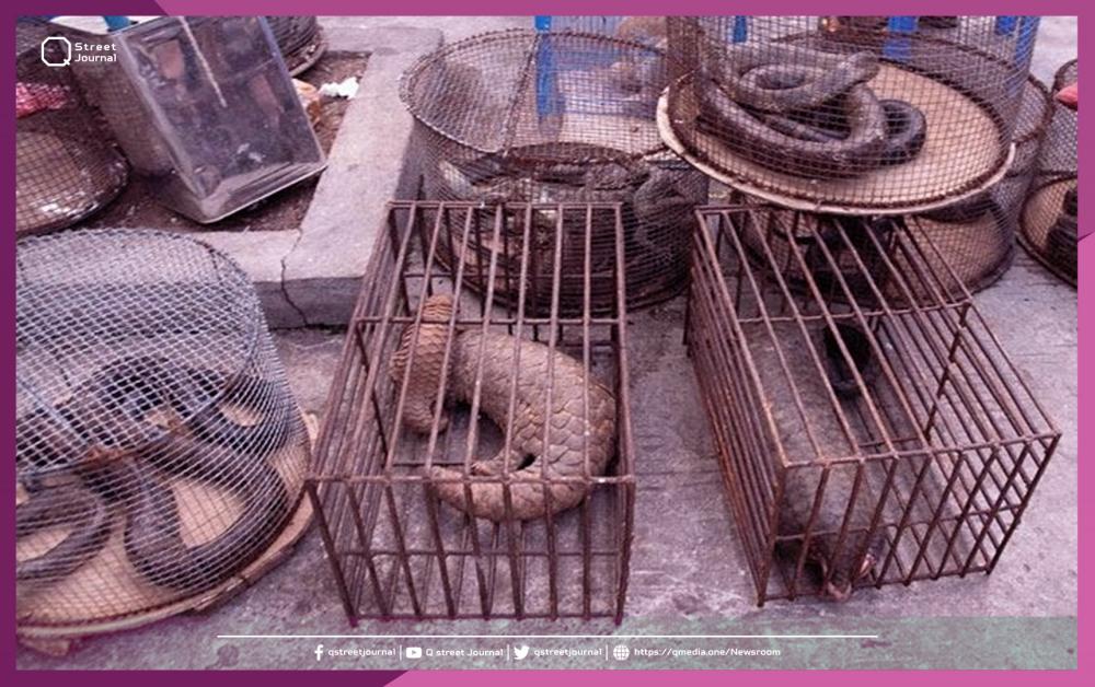 دولة آسيوية تحظر تجارة الحيوانات البرية ومنتجاتها