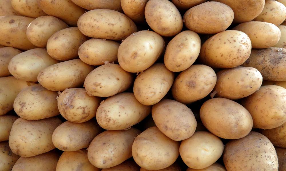 400 ألف طن إنتاج سوريا من البطاطا 