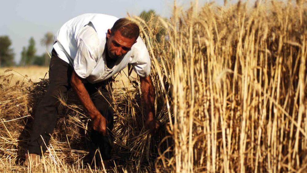 "قمح طرطوس".. صعوبات في الزراعة ومحاولات لزيادة الإنتاج !