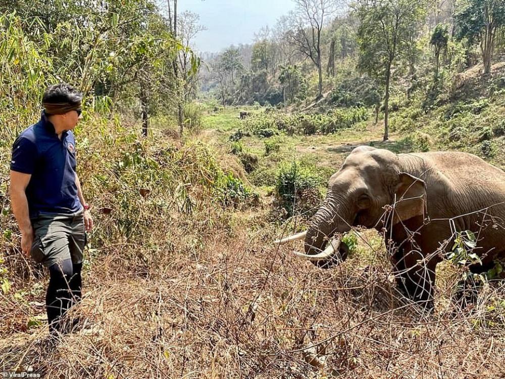 فيل يتعرّف على طبيبه في تايلاند!