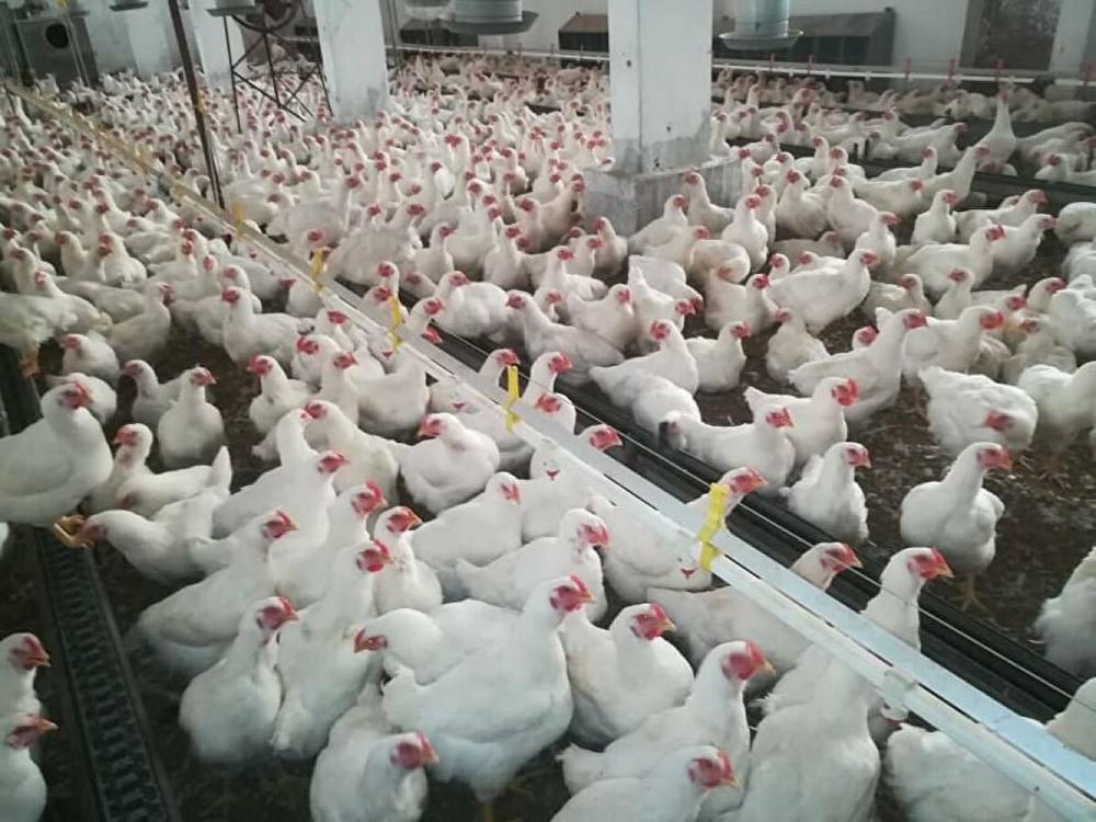 سوريا.. نحو 30% من مربي الدجاج البياض خرجوا من الإنتاج