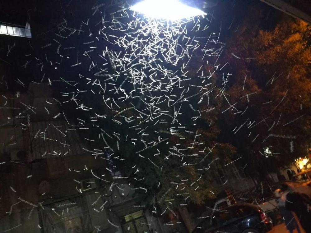 أسراب كبيرة من الحشرات تغزو أحياء دمشق