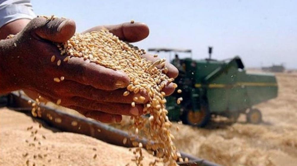 الأردن يرفض أغلب صادرات الشعير السوري.. والسبب؟