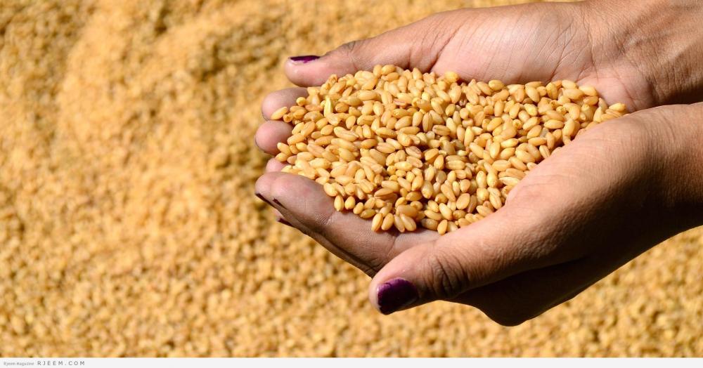 1.15 مليون طن من القمح  خلال العام الحالي