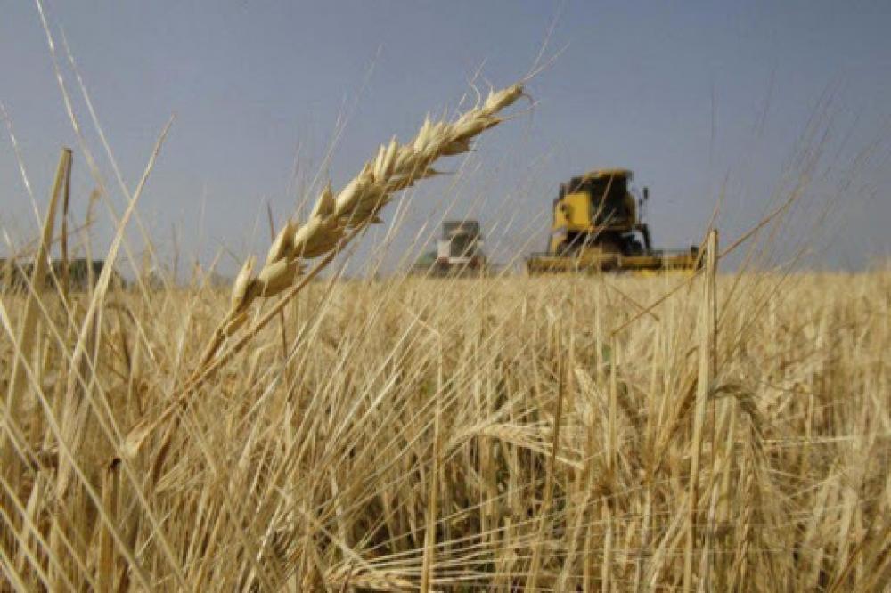«السورية للحبوب» تطرح مناقصة لشراء كميات من «القمح»