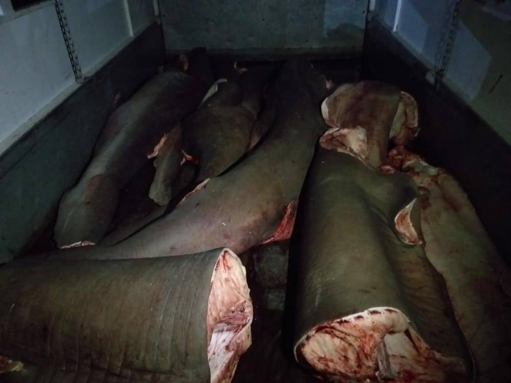 ضبط كميات من لحم القرش الفاسد في دمشق