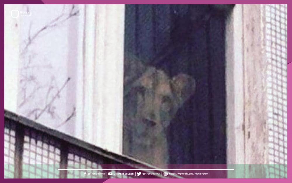 "لبوة" على نافذة شقة سكنية في موسكو..!