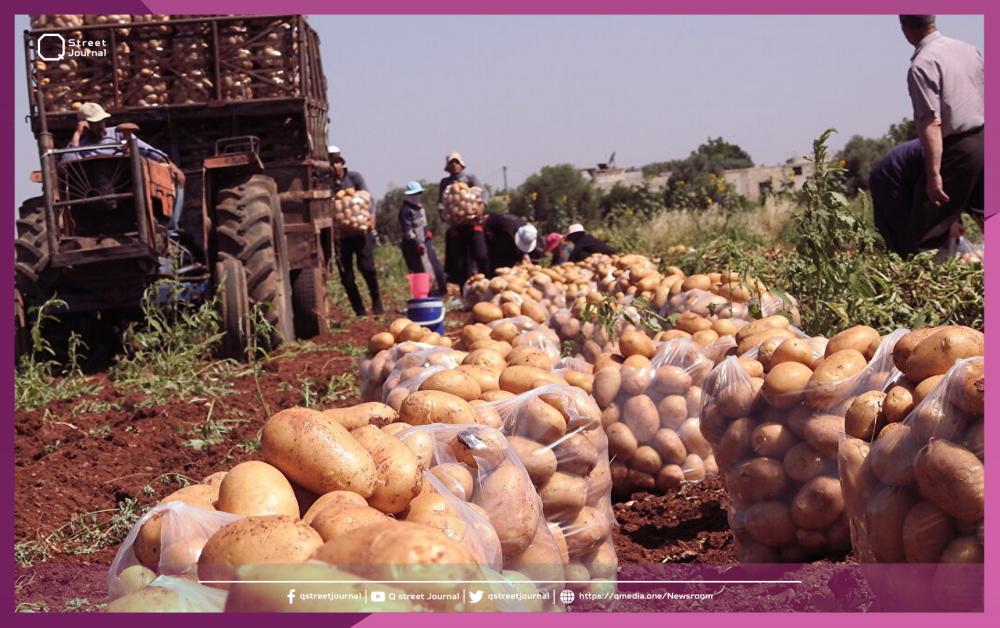 البطاطا خارج طبق الفقراء في سوريا 