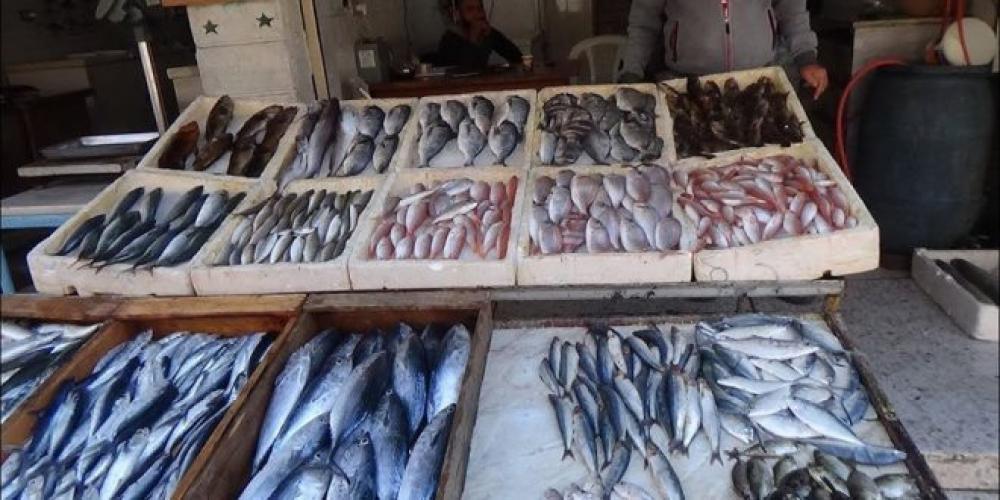 17 حالة تحسس غذائي من سمك البلاميدا في اللاذقية