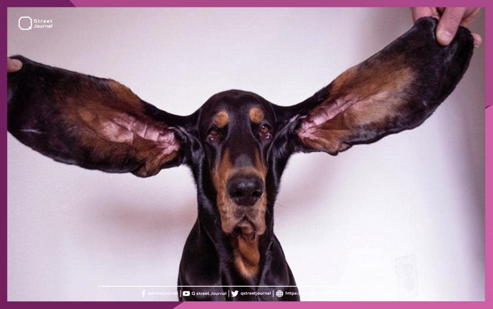 كلب يدخل موسوعة "غينيس" بفضل أذنيه