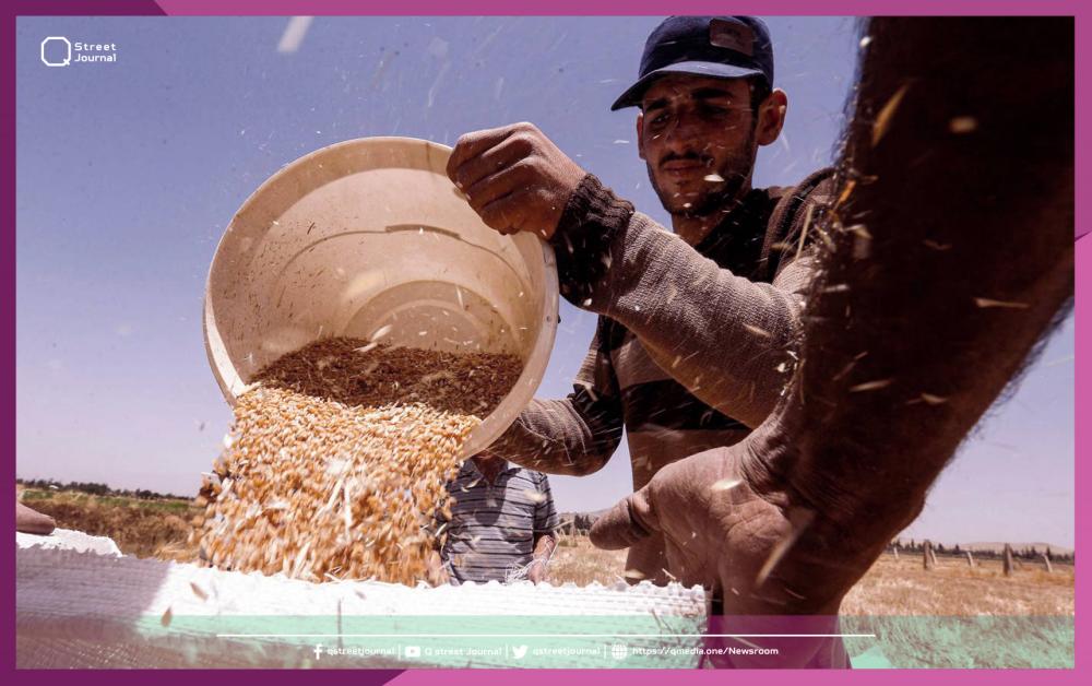 إنتاج القمح في سوريا يتراجع.. لهذه الأسباب